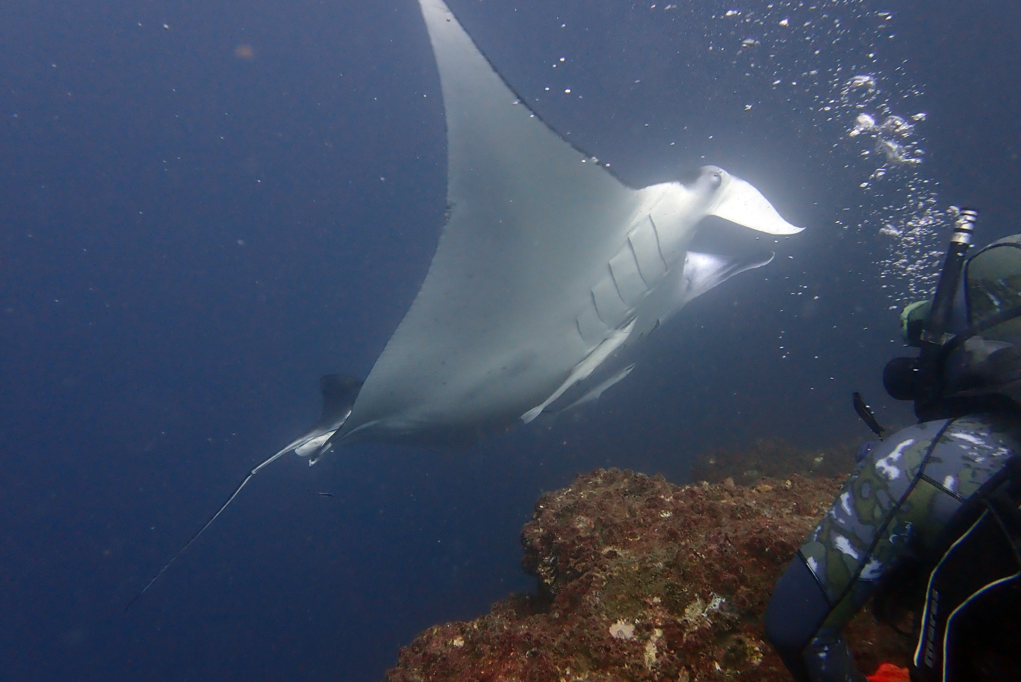 Manta Ray Cleaning Station