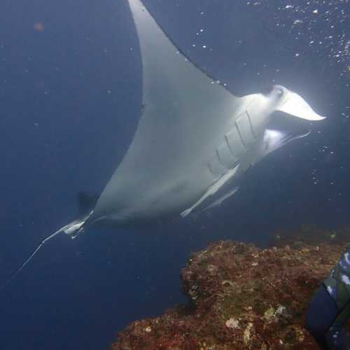 Manta Ray Cleaning Station