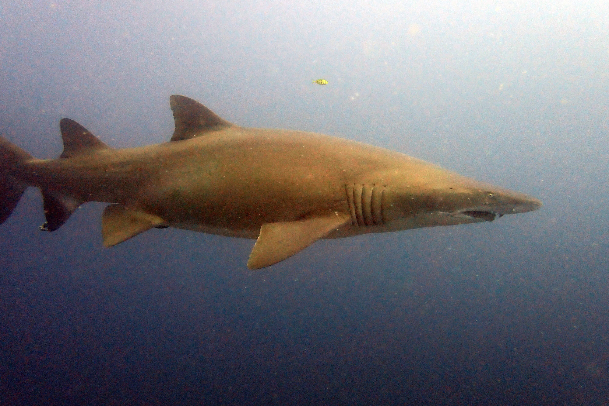 Nurse Shark