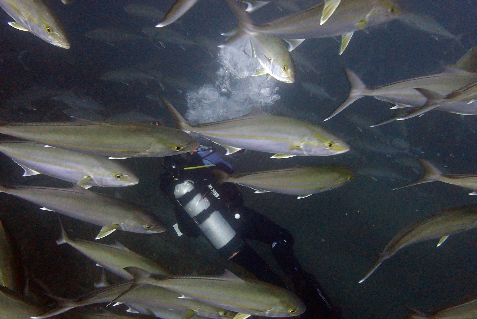 Greater amberjack