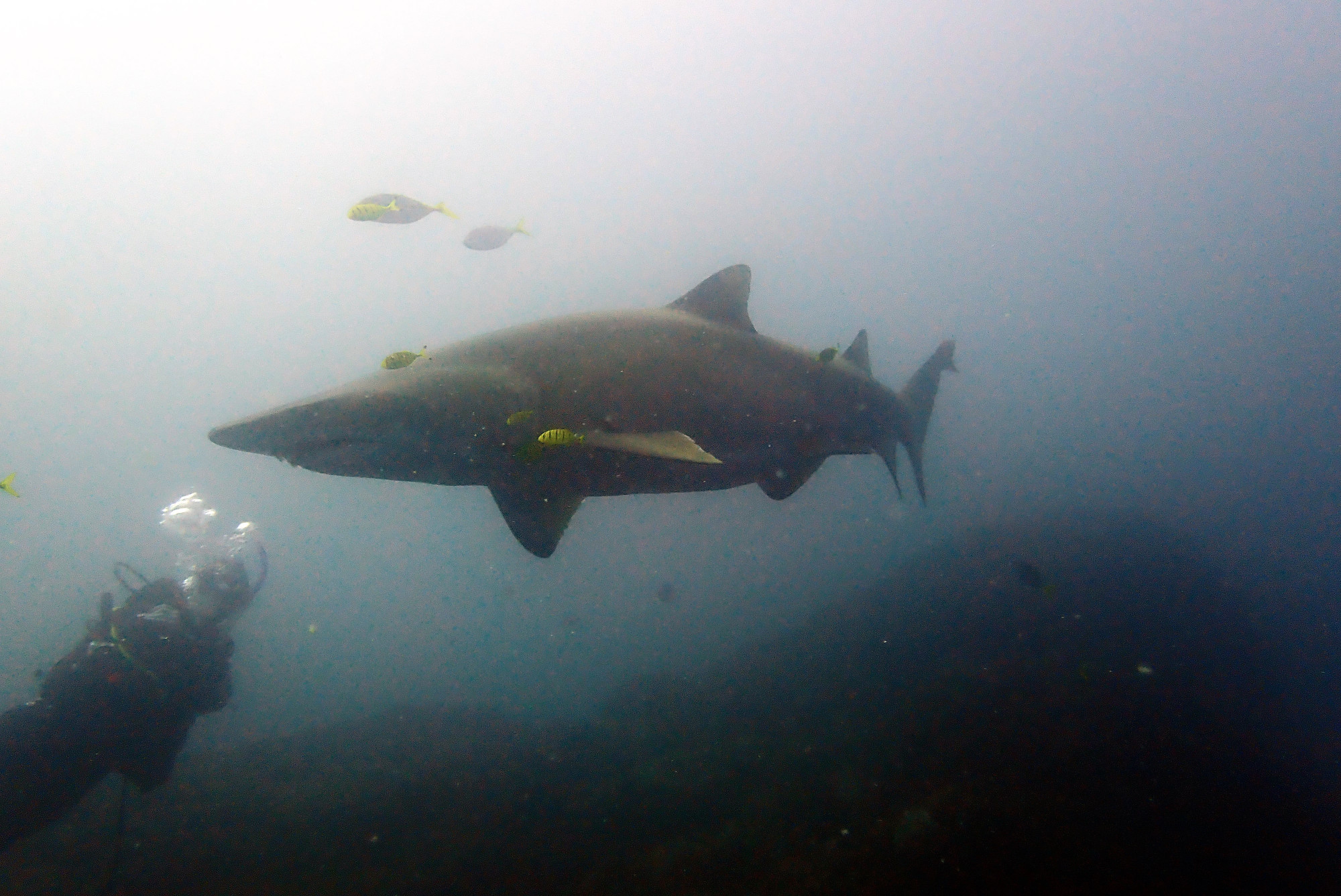 Nurse shark