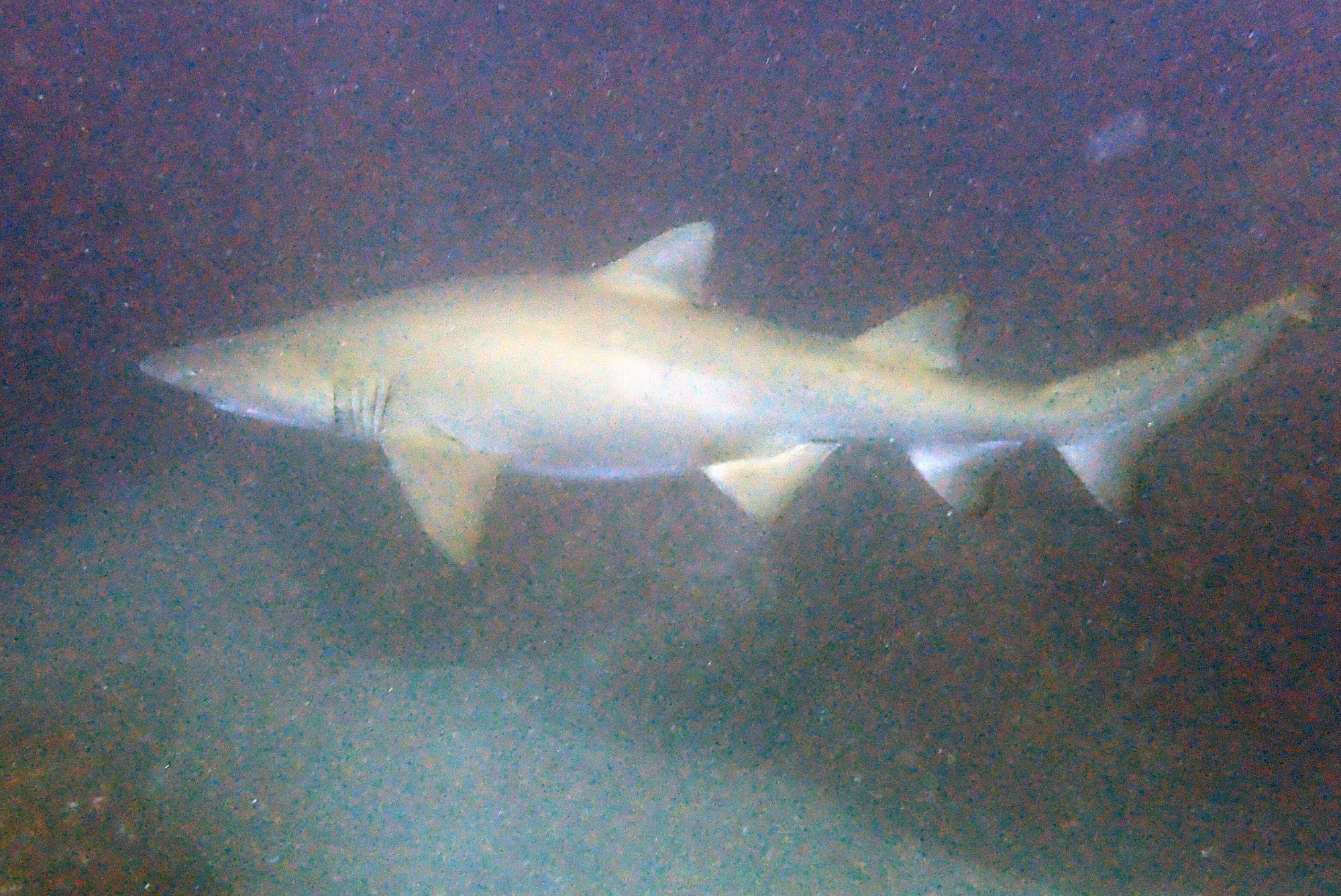 Nurse Shark