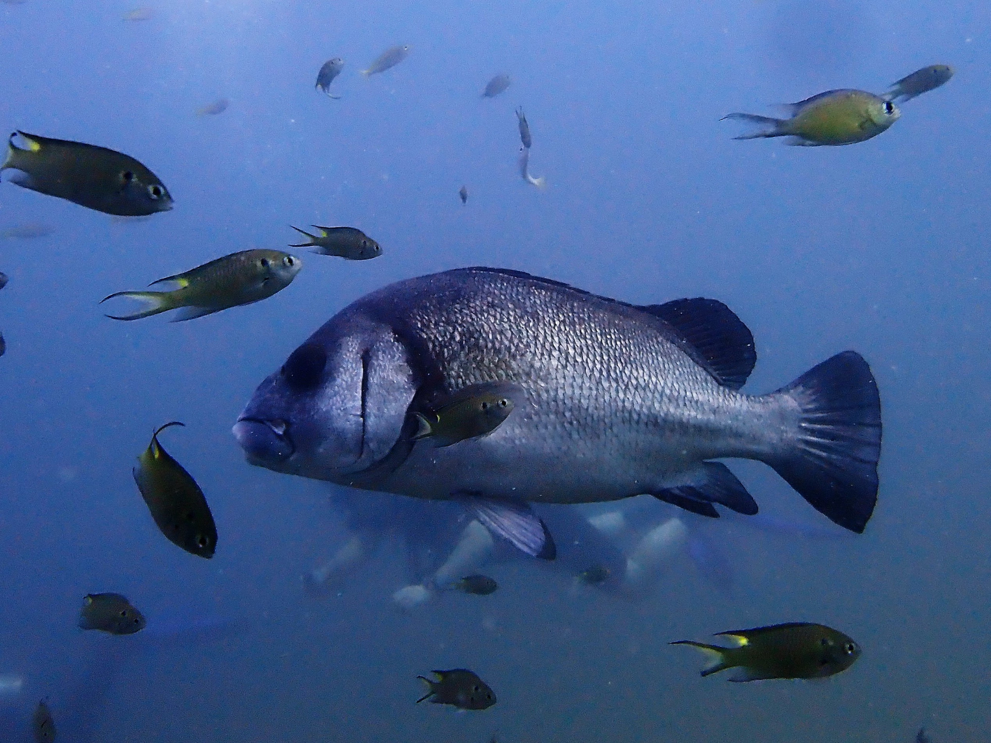 Giant Sweetlips