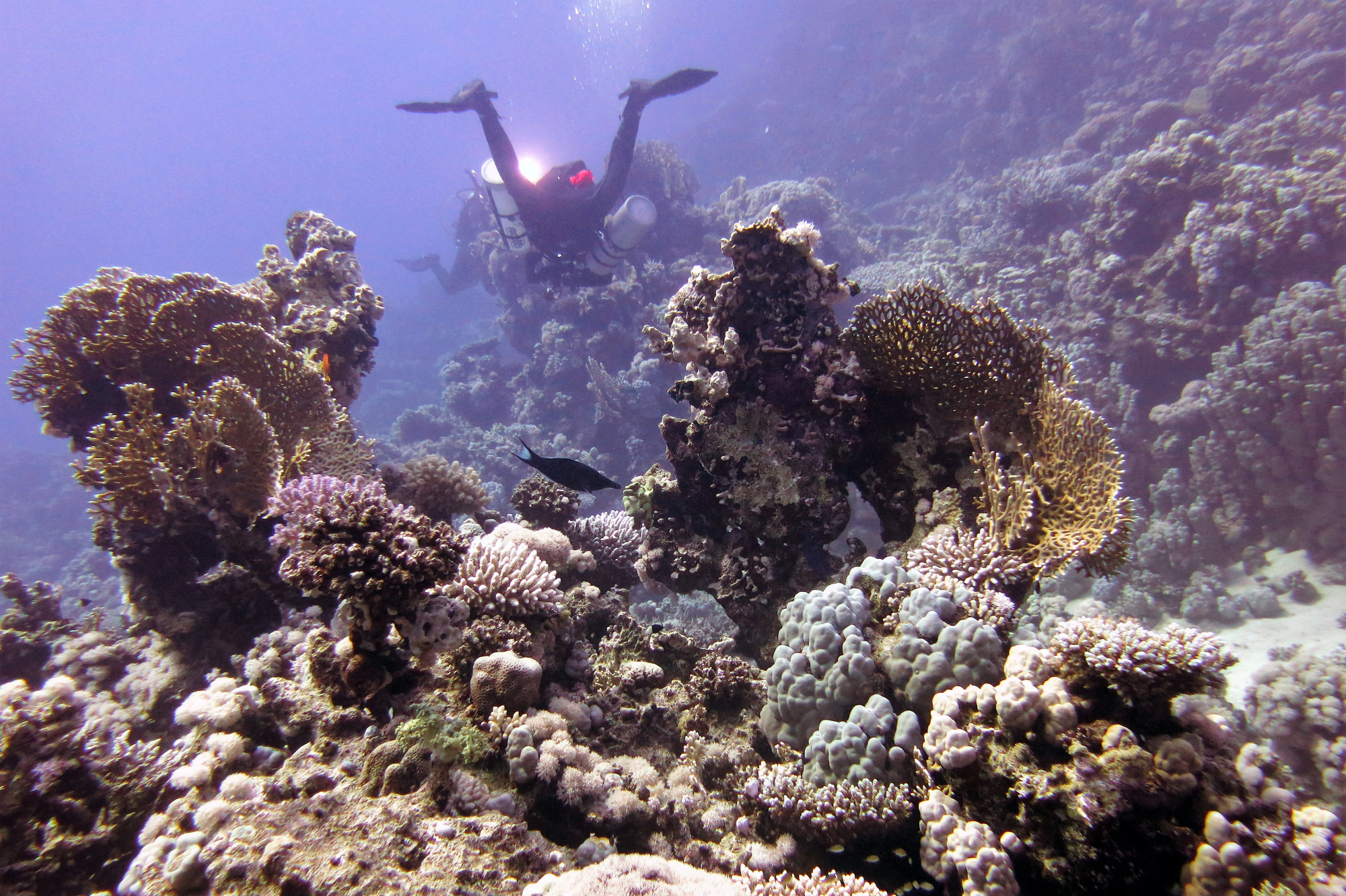 Thistlegorm Wreck, Египет