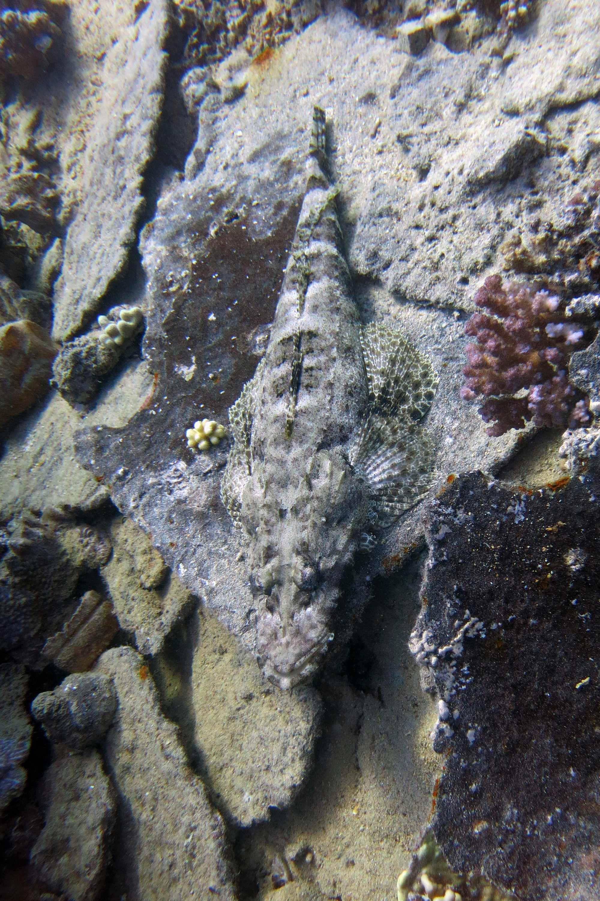 Crocodile Fish