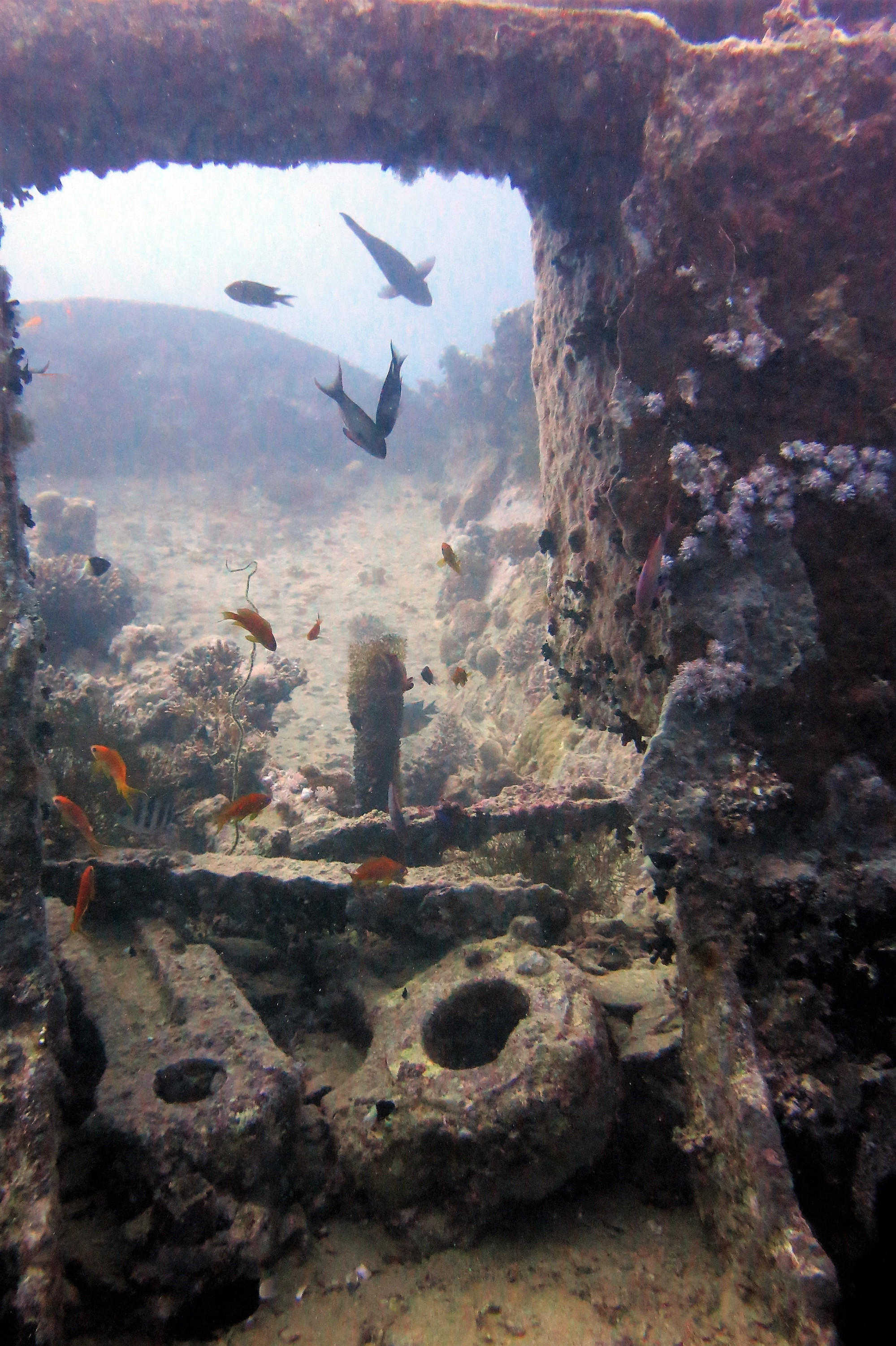 Thistlegorm Wreck, Египет