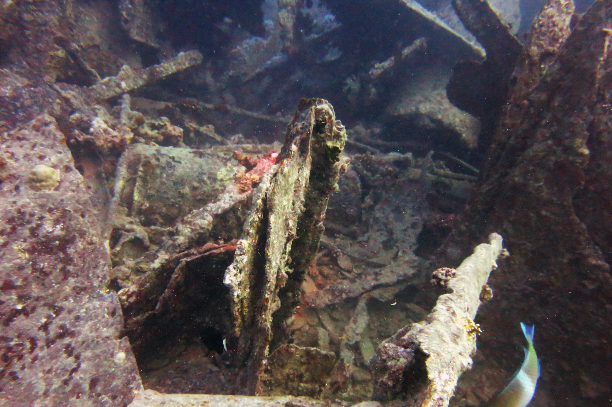 Thistlegorm Wreck, Египет