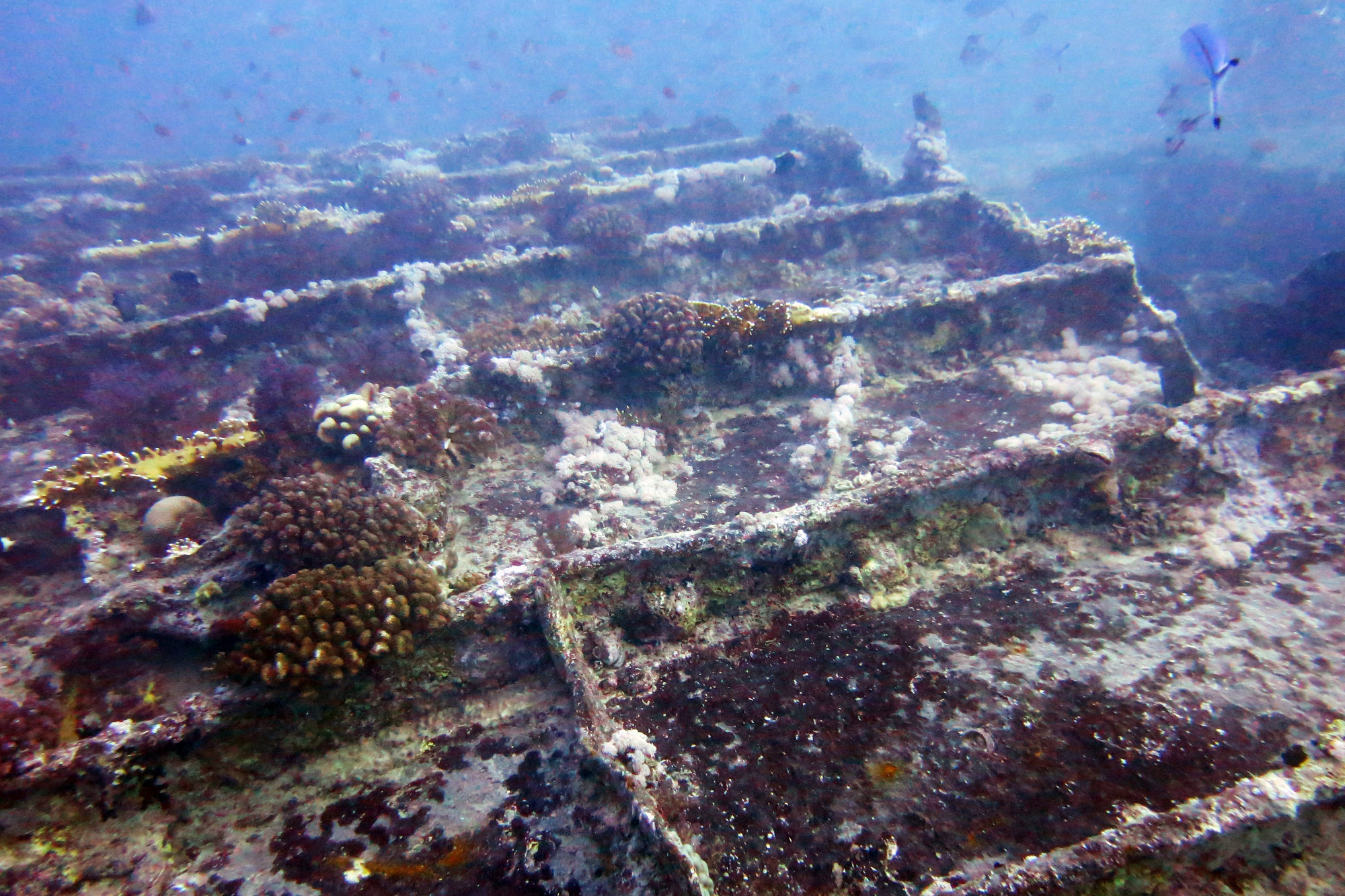 Thistlegorm Wreck, Египет