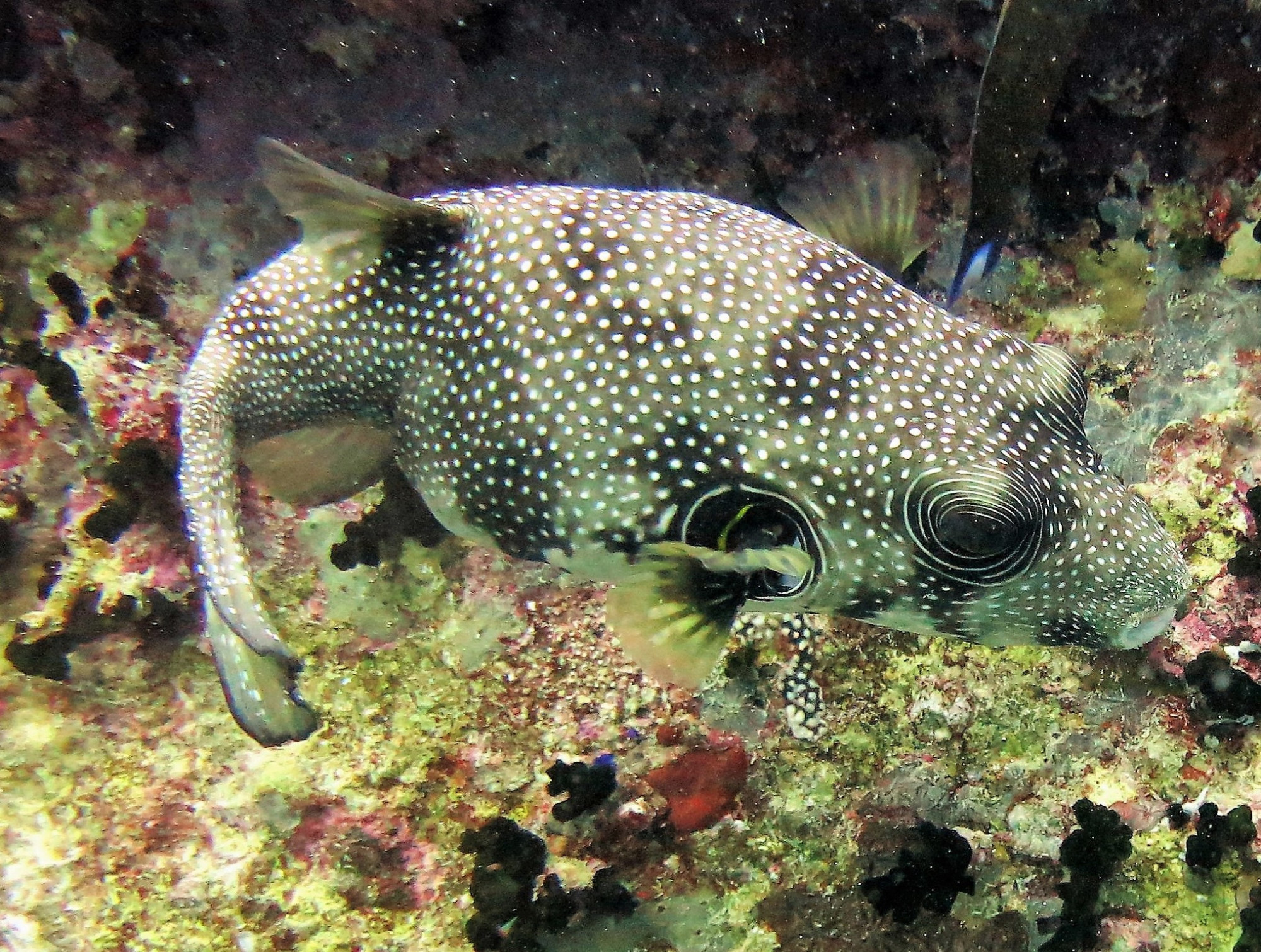 Thistlegorm Wreck, Египет