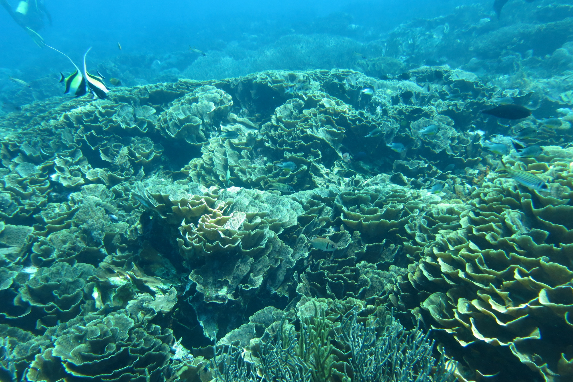 Makassar Reef, Indonesia