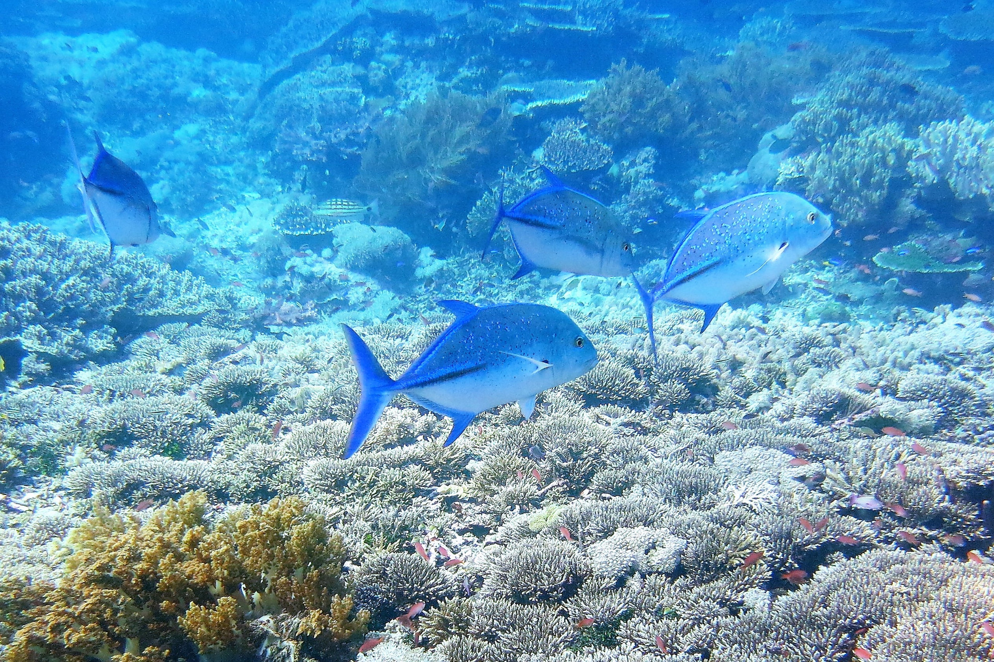 Tatawa Kecil, Indonesia