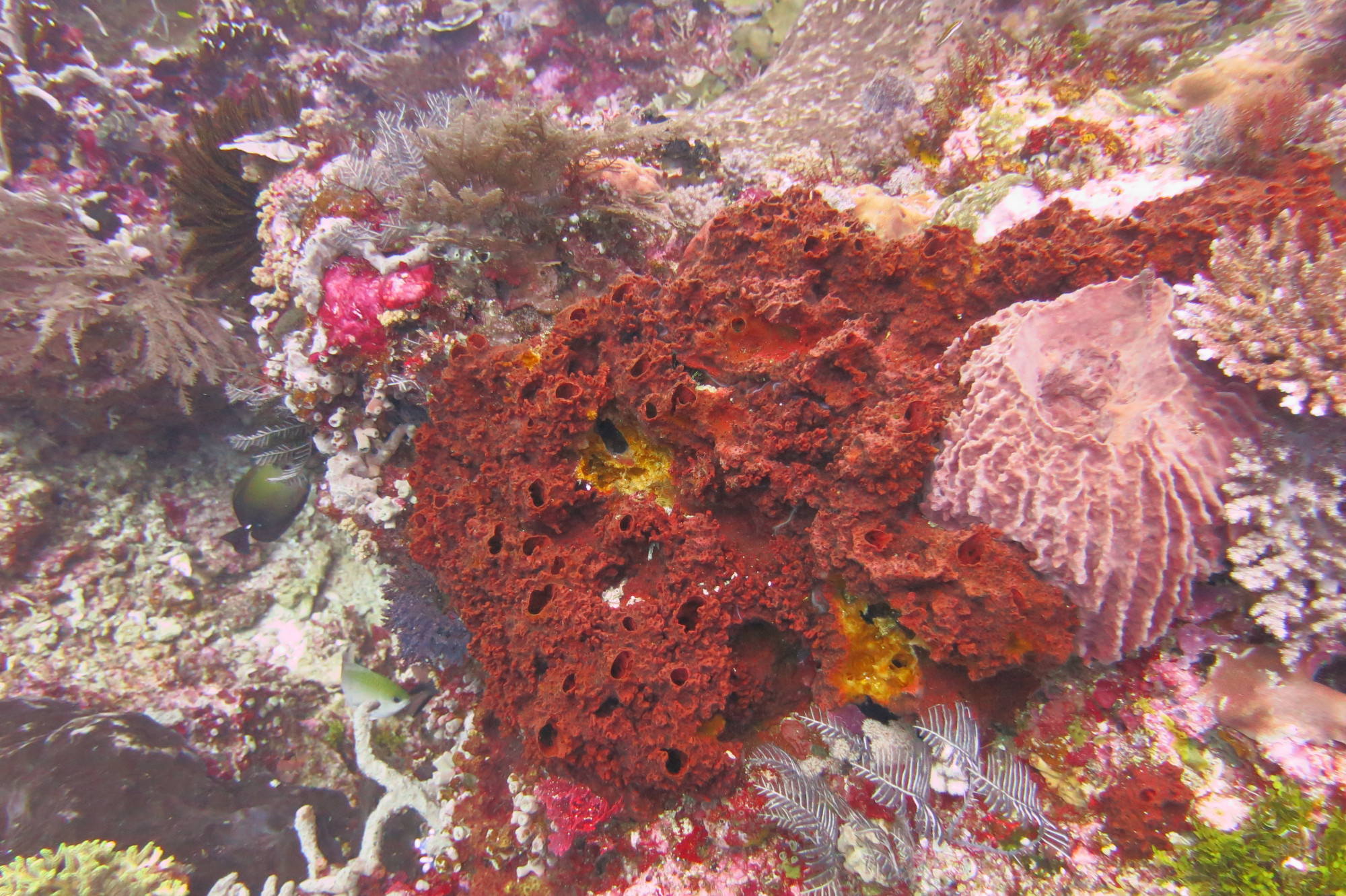 Tatawa Kecil, Indonesia