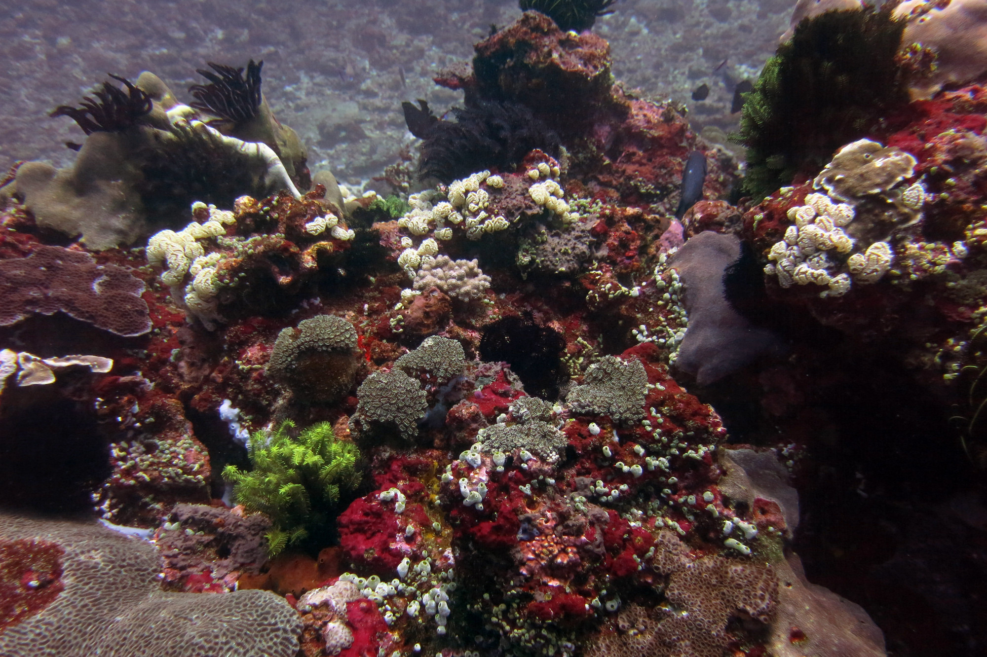 Manta Bay, Indonesia