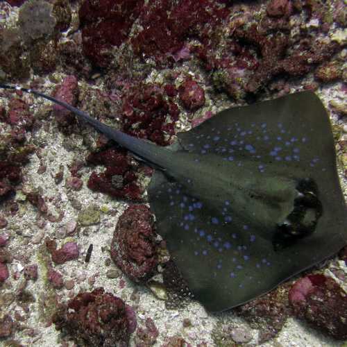 Blue Spotted ray