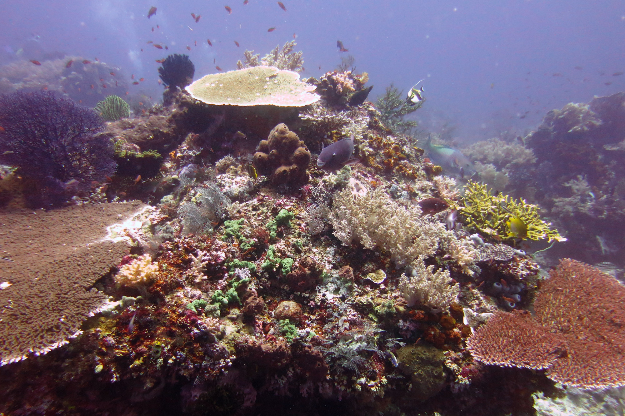 Crystal Rock, Indonesia