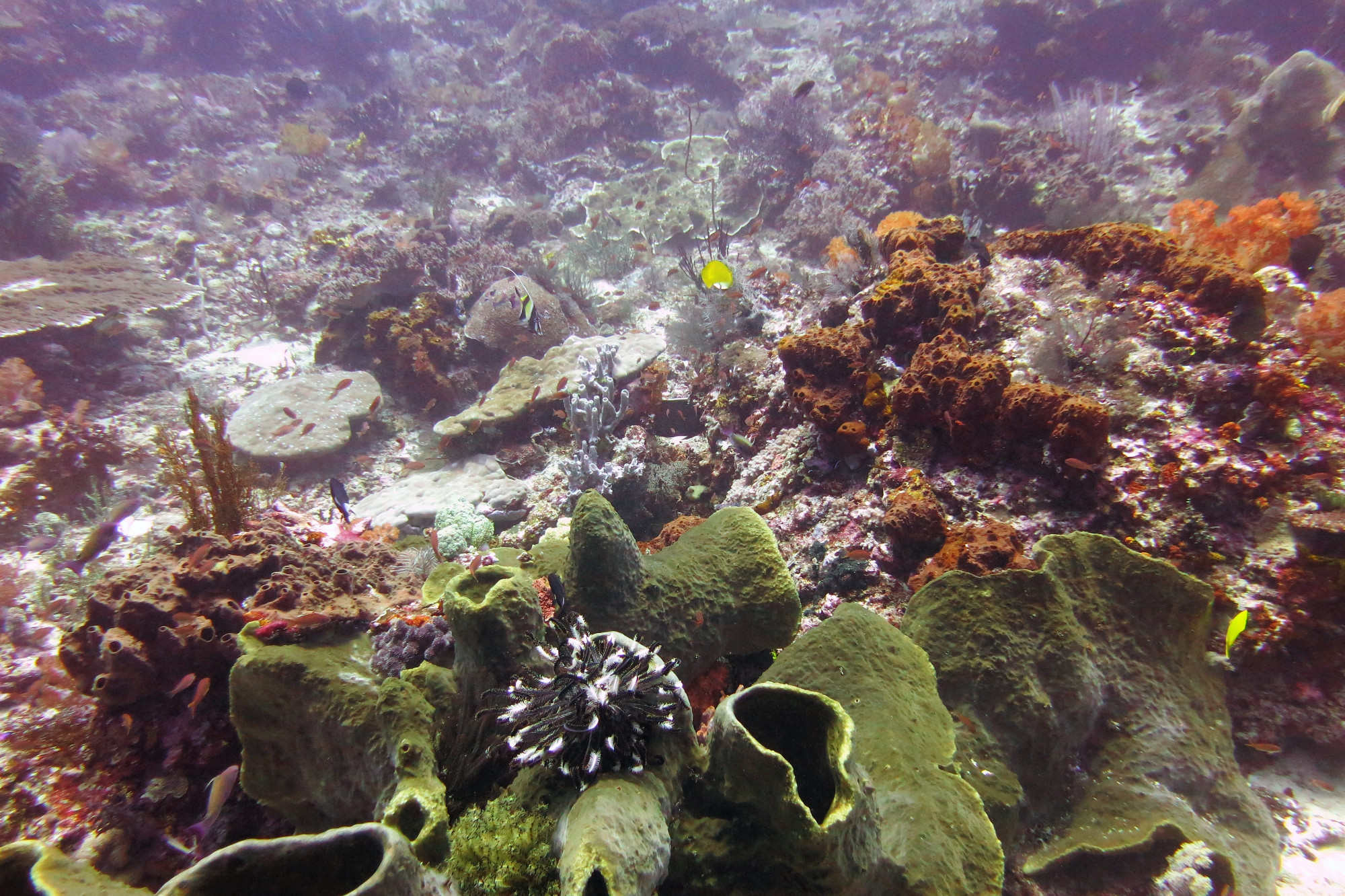 Crystal Rock, Indonesia