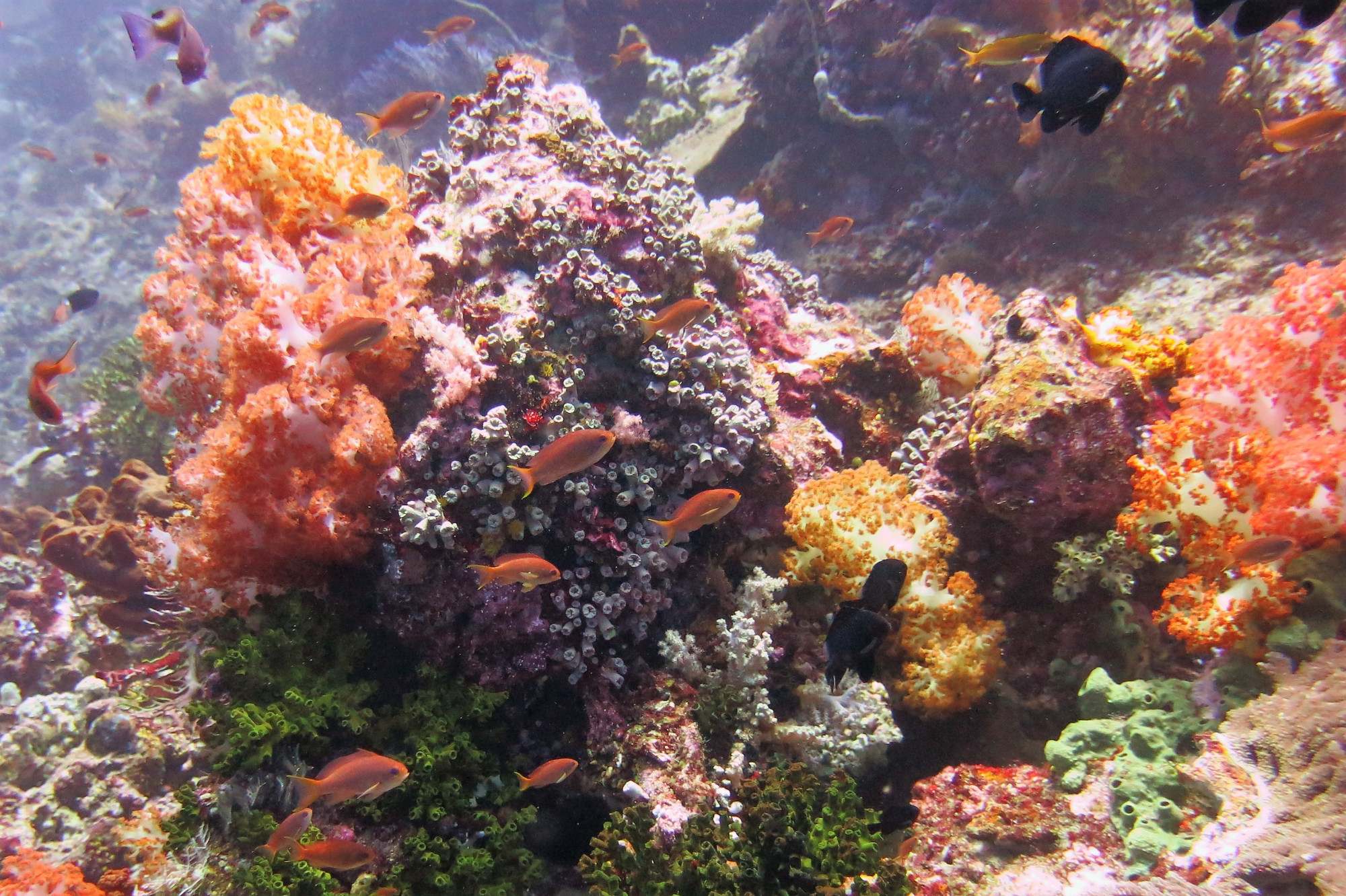 Crystal Rock, Indonesia