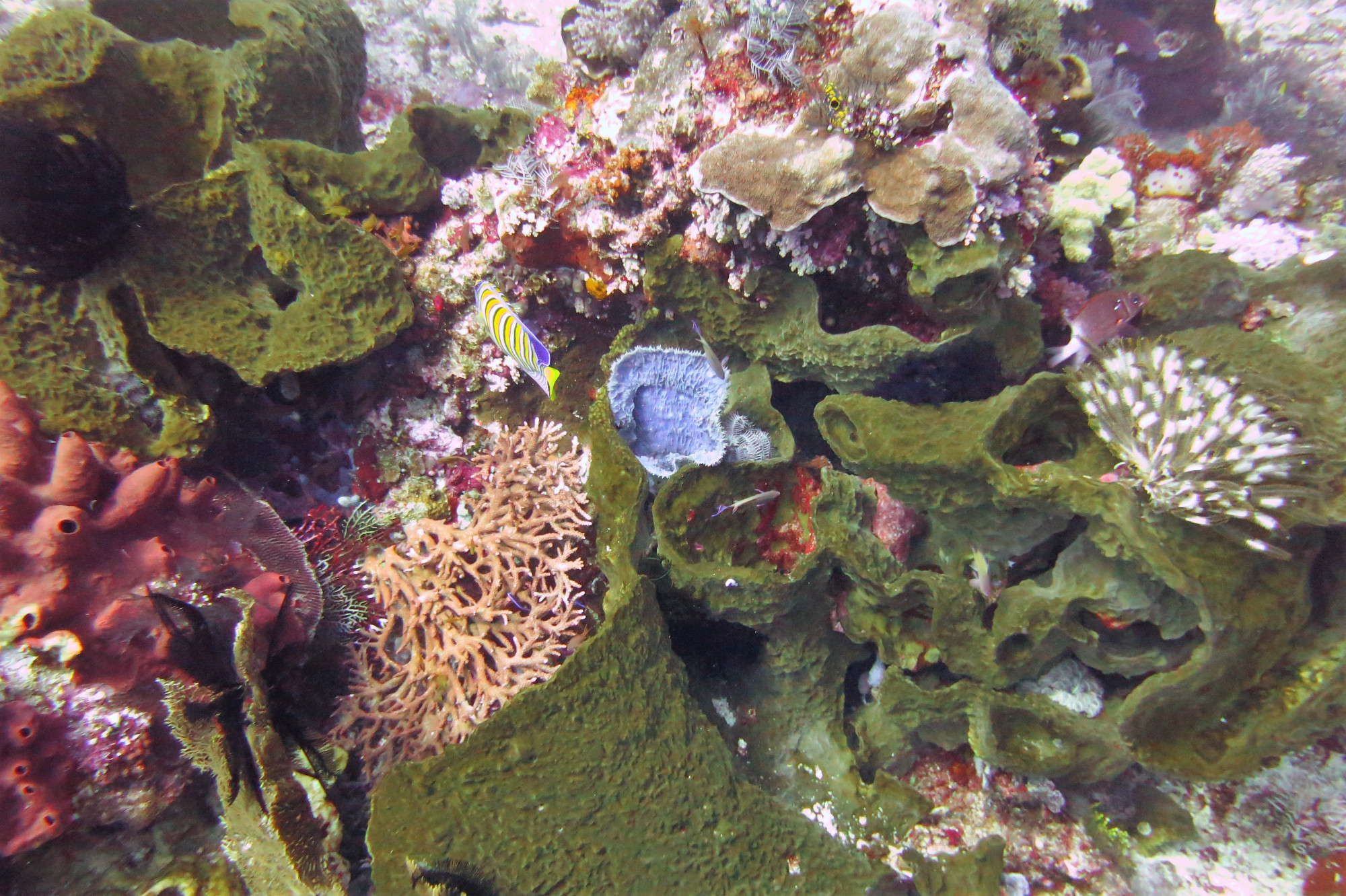 Crystal Rock, Indonesia