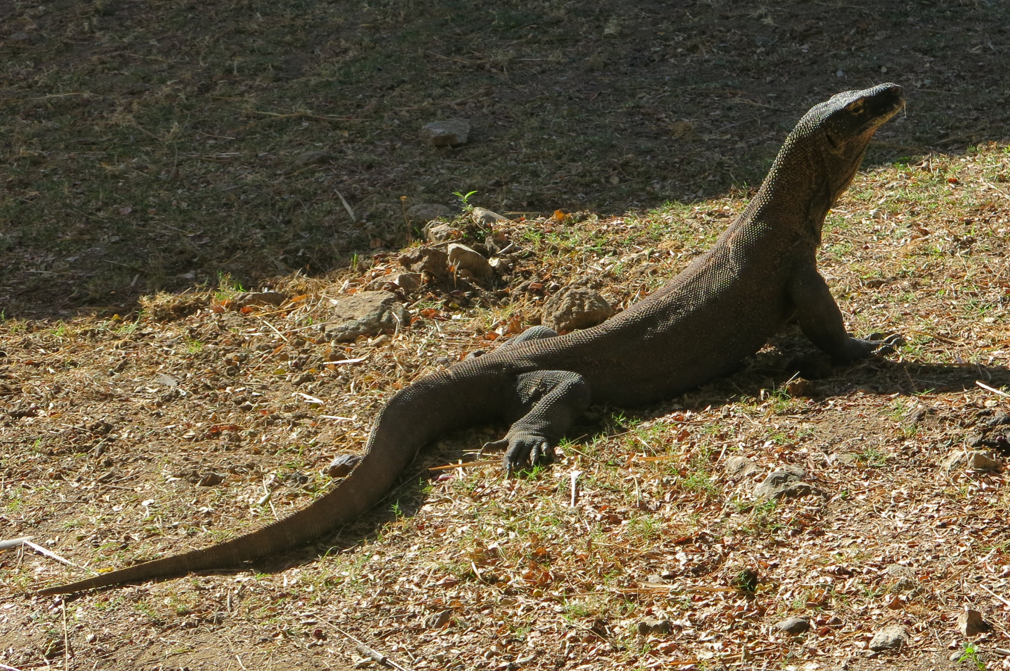 Loh Buaya Komodo National Park, Indonesia