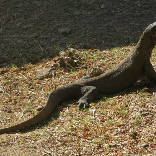Komodo Dragon ( Monitor Lizard)