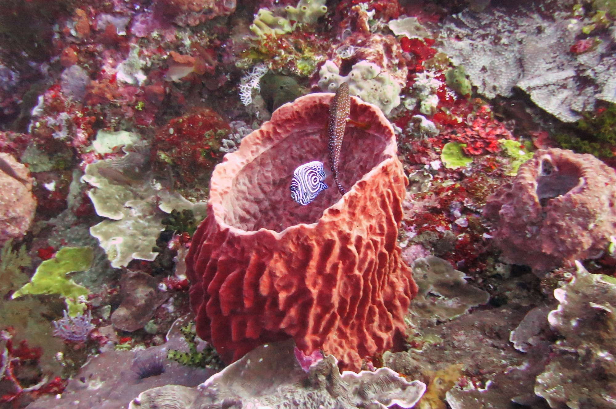 Barrel Sponge