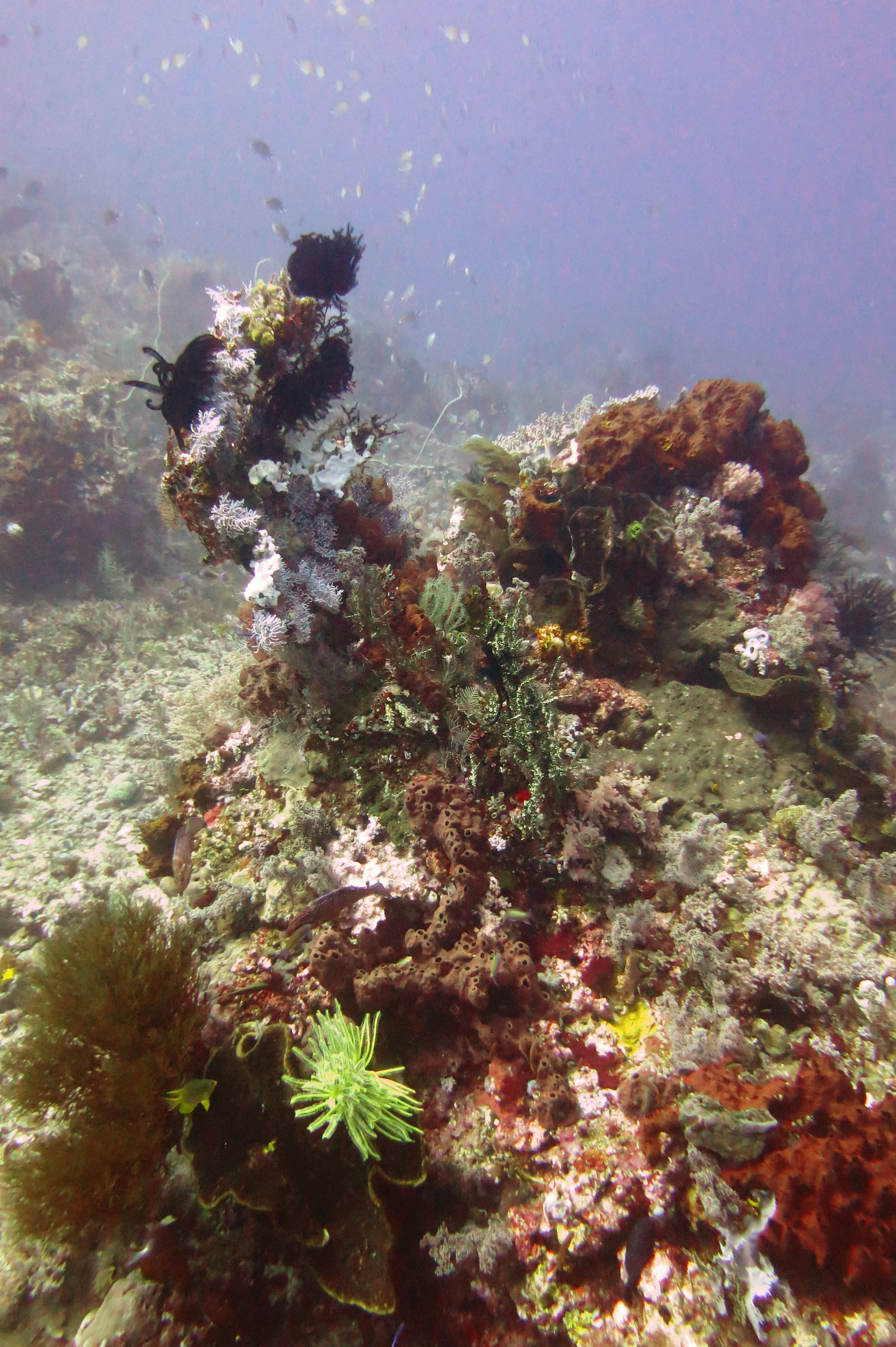 Crystal Rock, Indonesia