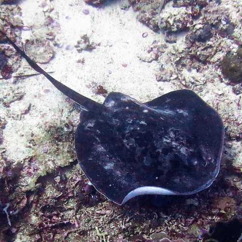 blue Spotted Ray