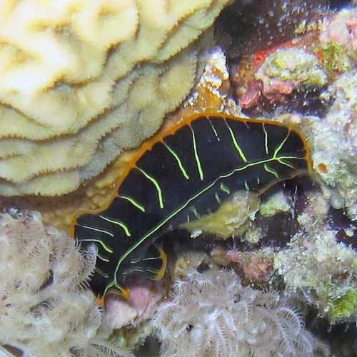 Nudibranch Nightdive