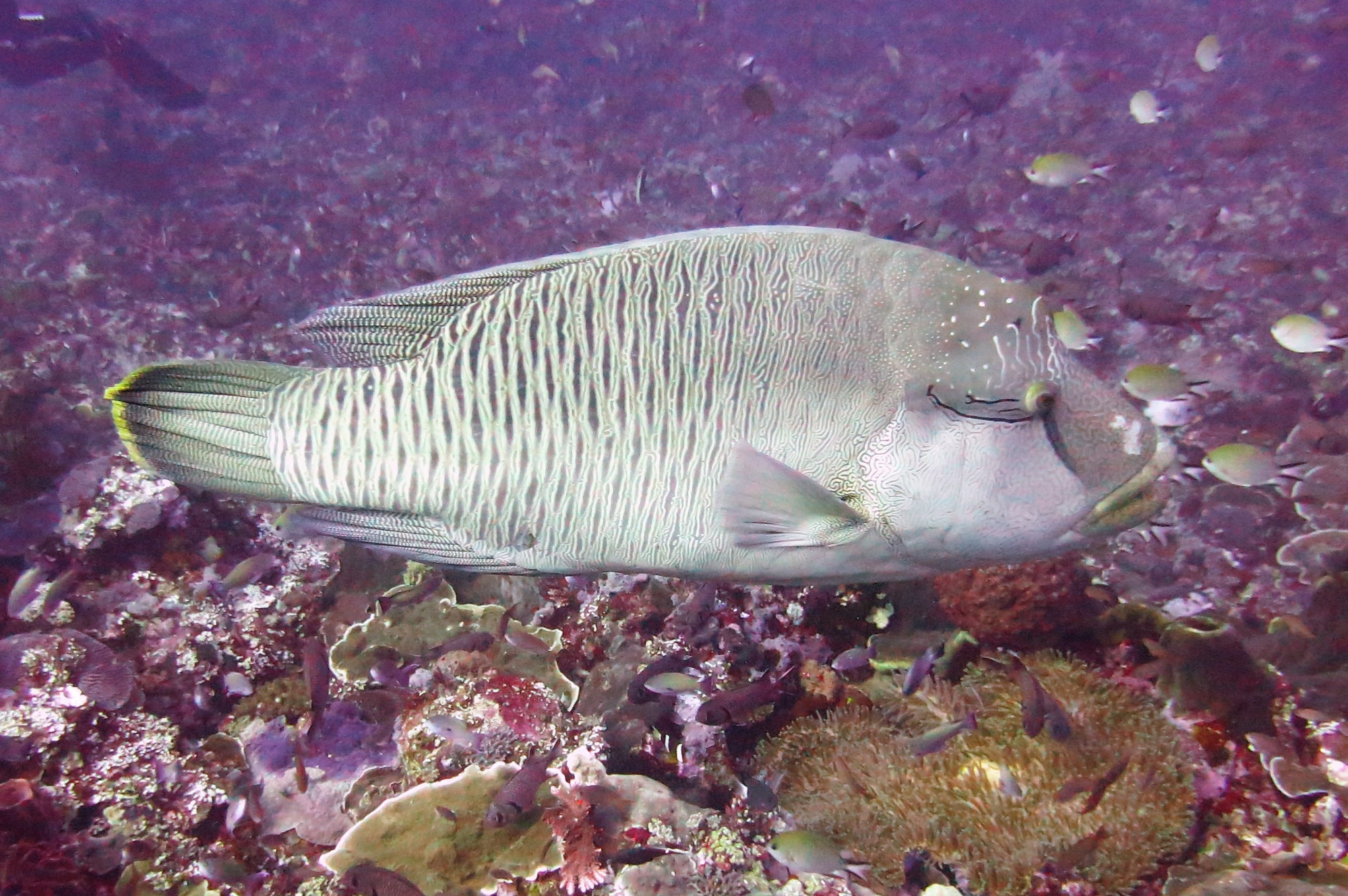 Napoleon Wrasse