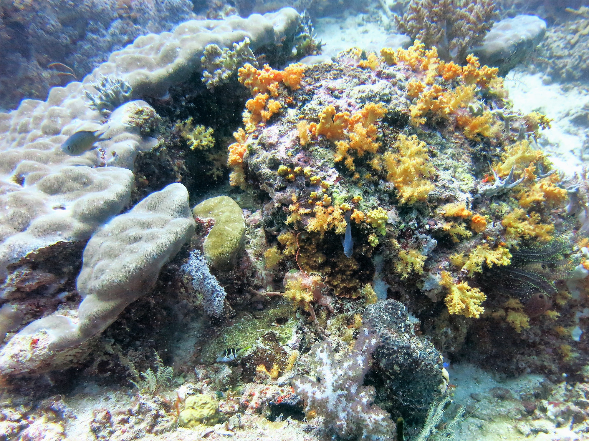 Talima Marine Sanctuary, Филиппины
