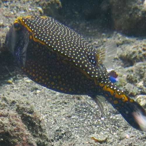 Spotted BoxFish