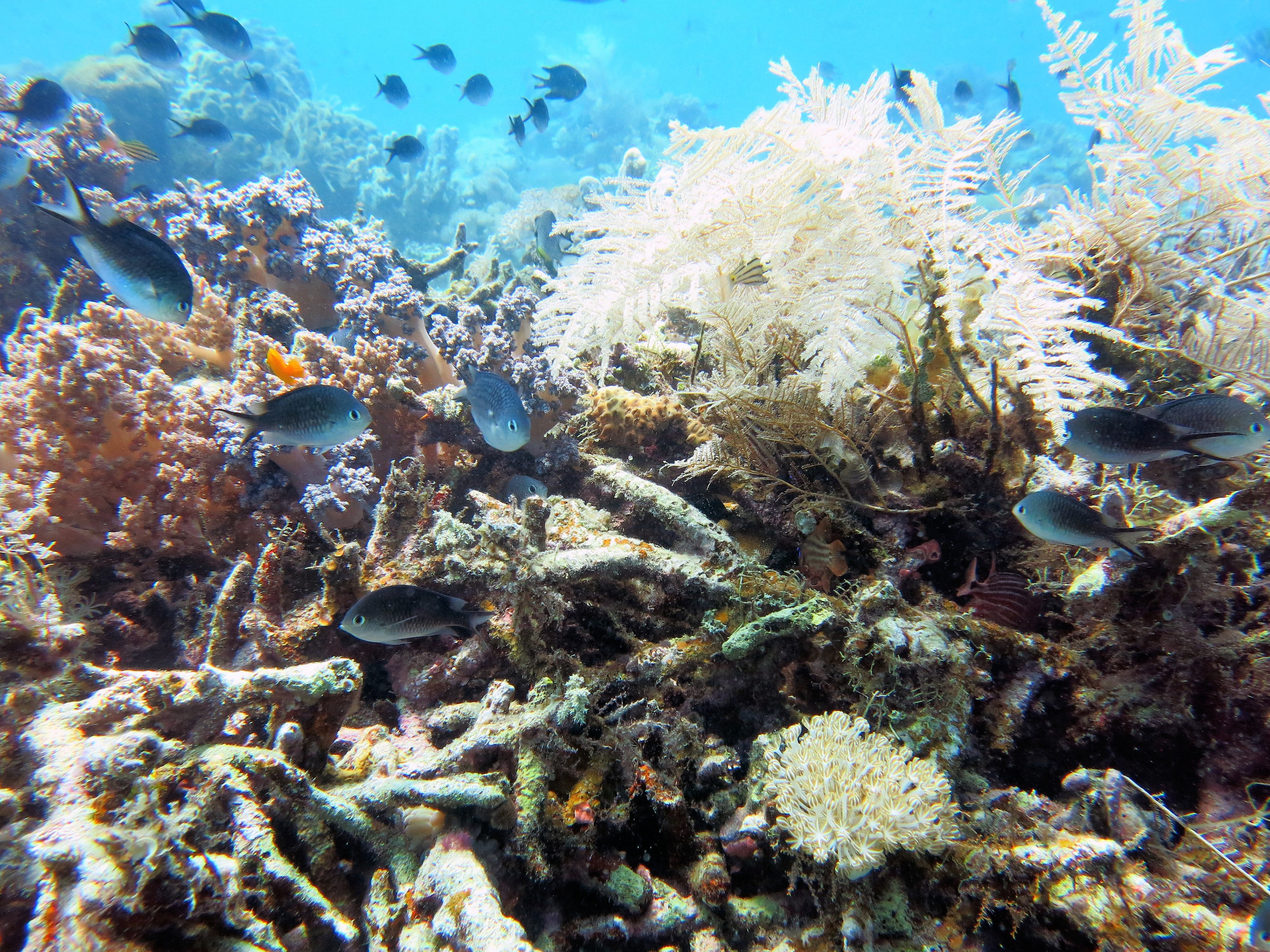 Nalusuan Marine Sanctuary - North, Philippines