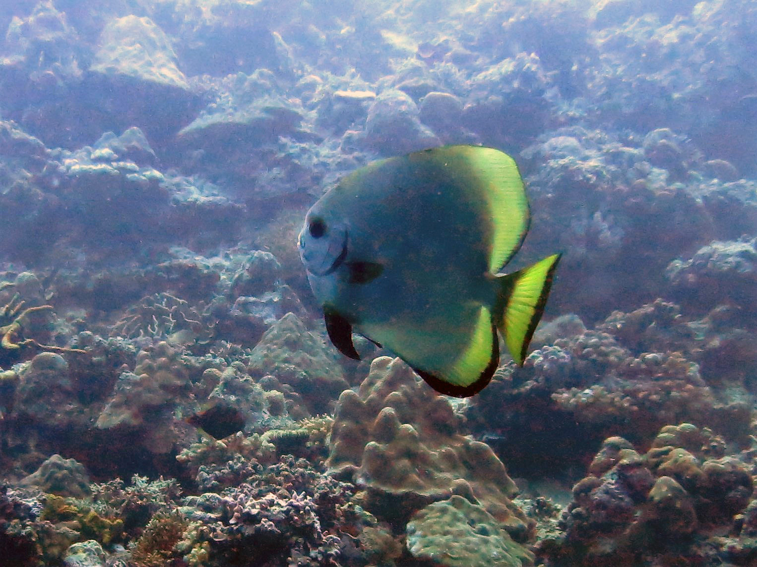 Hilutungan Marine Sanctuary, Филиппины