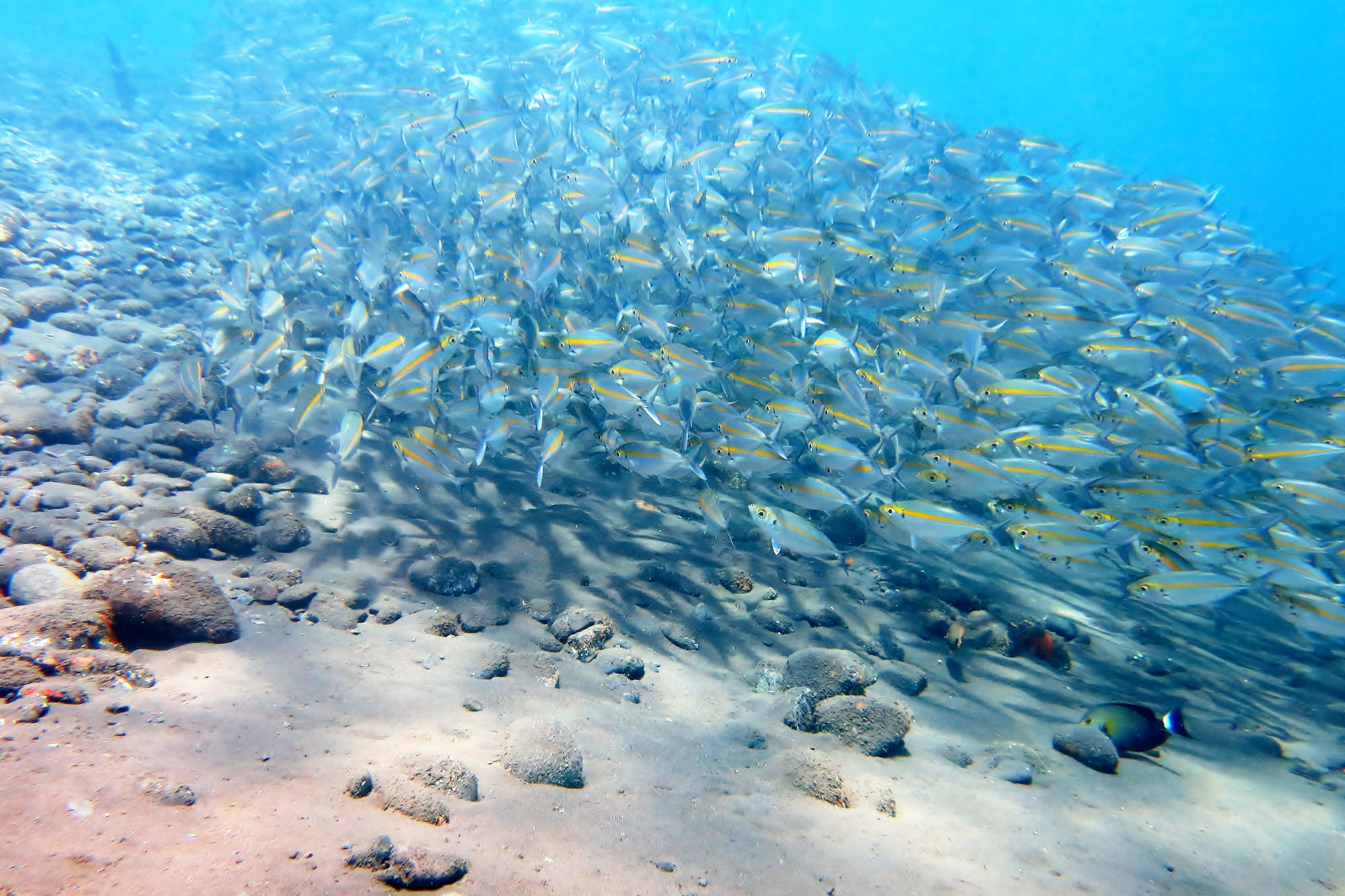 Drop Off, Indonesia