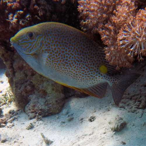 Orange-spotted spinefoot