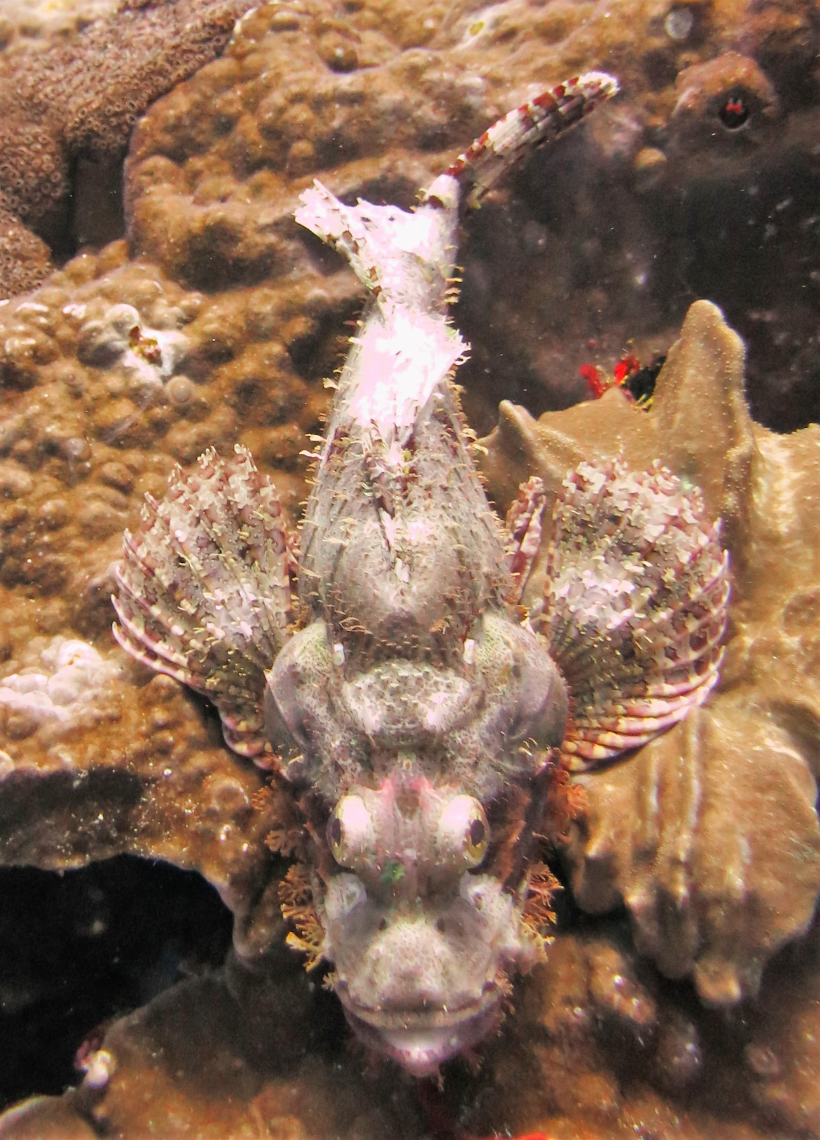 Scorpionfish