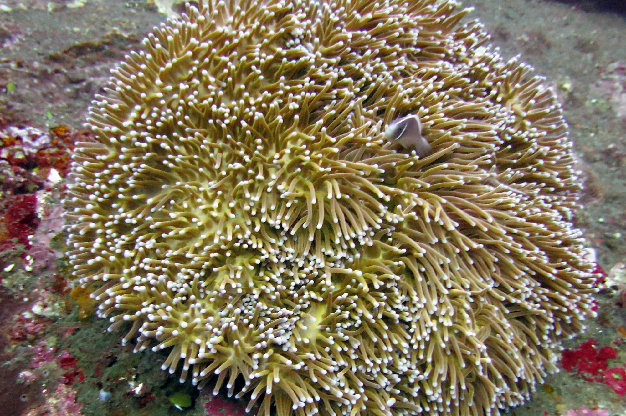 Anenomefish