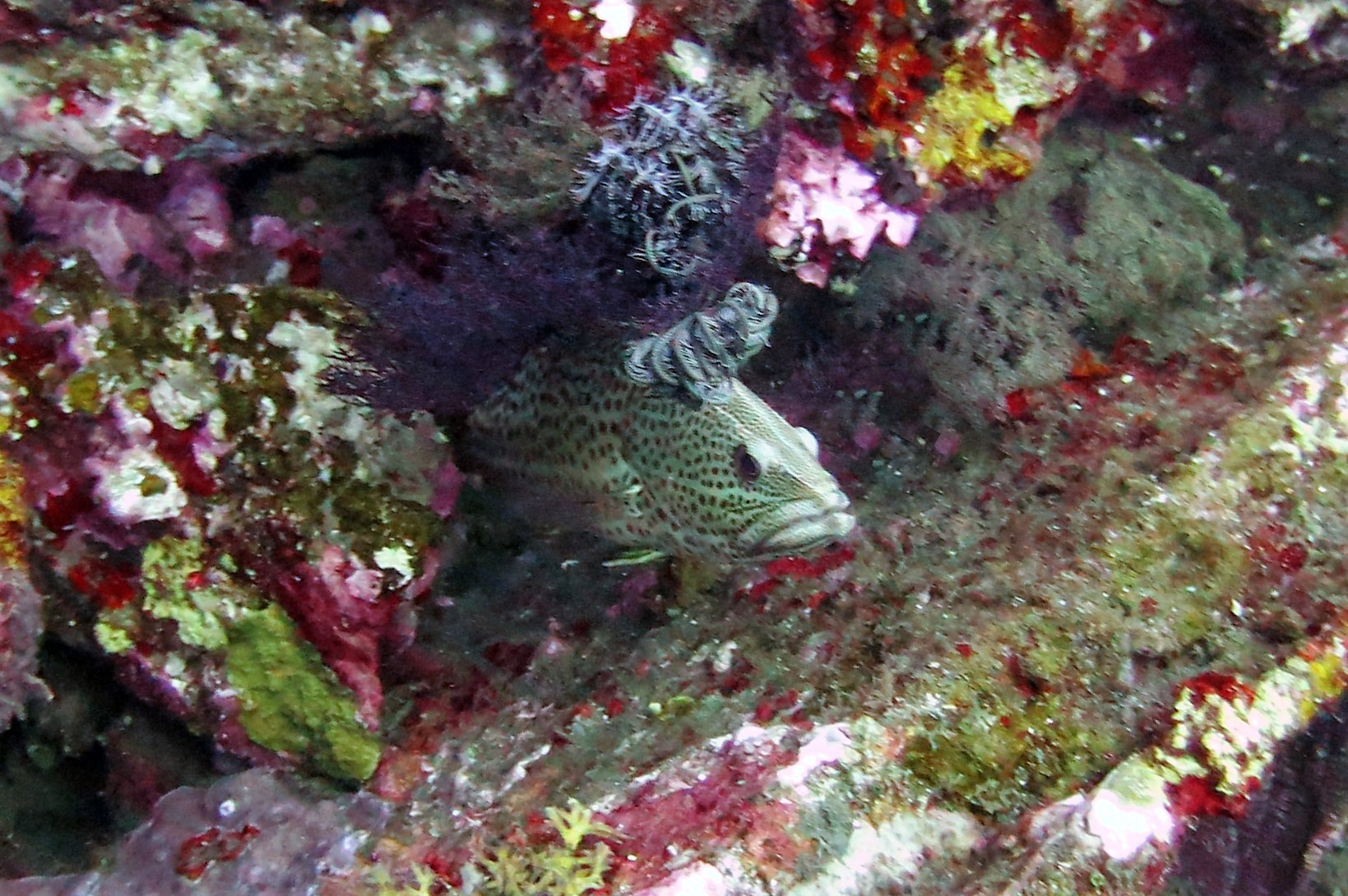 Grouper