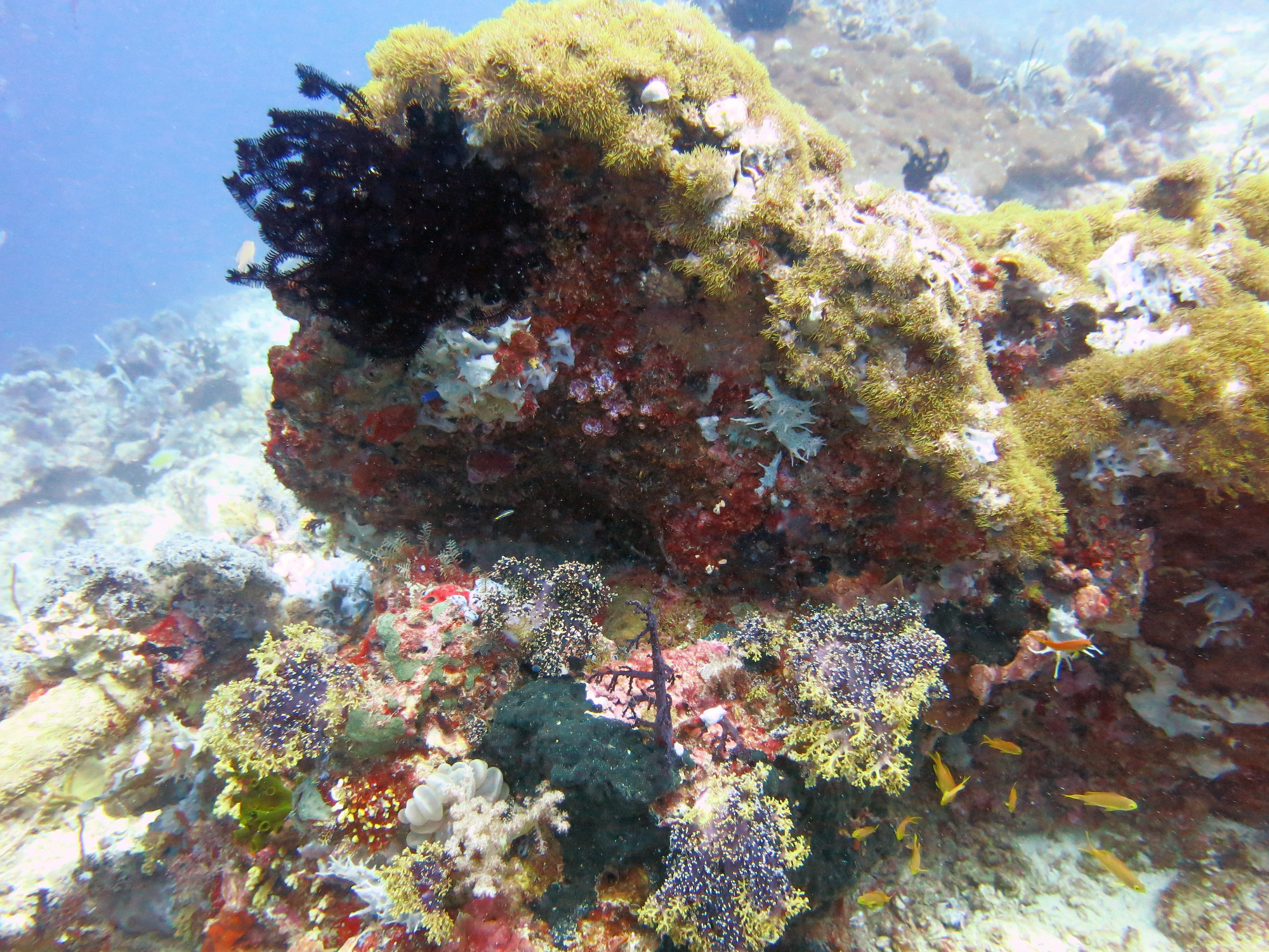 Talima Marine Sanctuary, Philippines