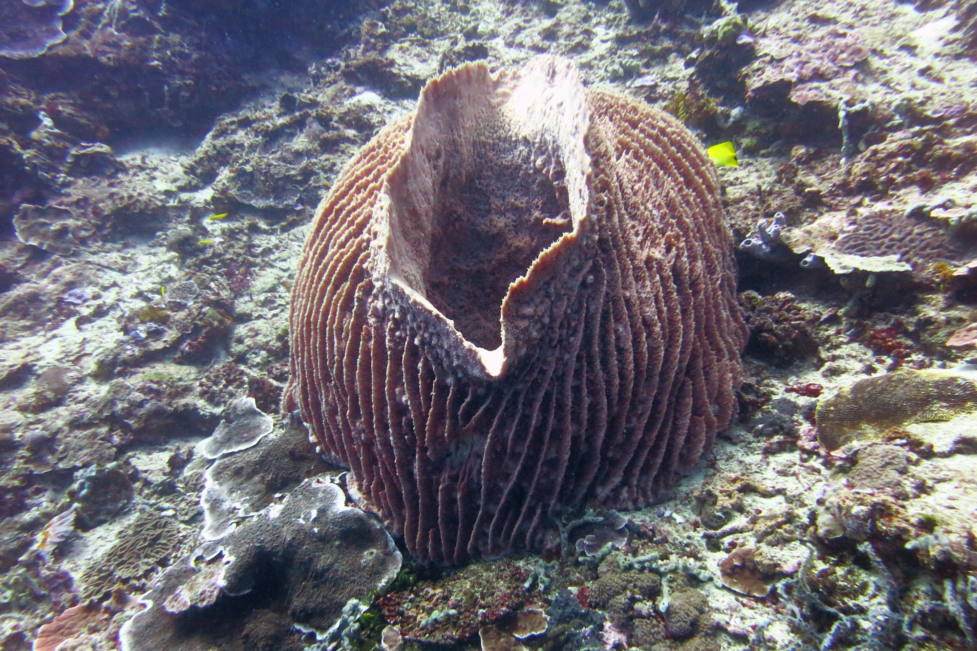 Barrel Coral