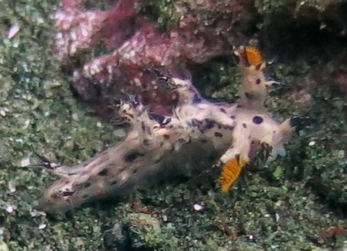 Nudibranch