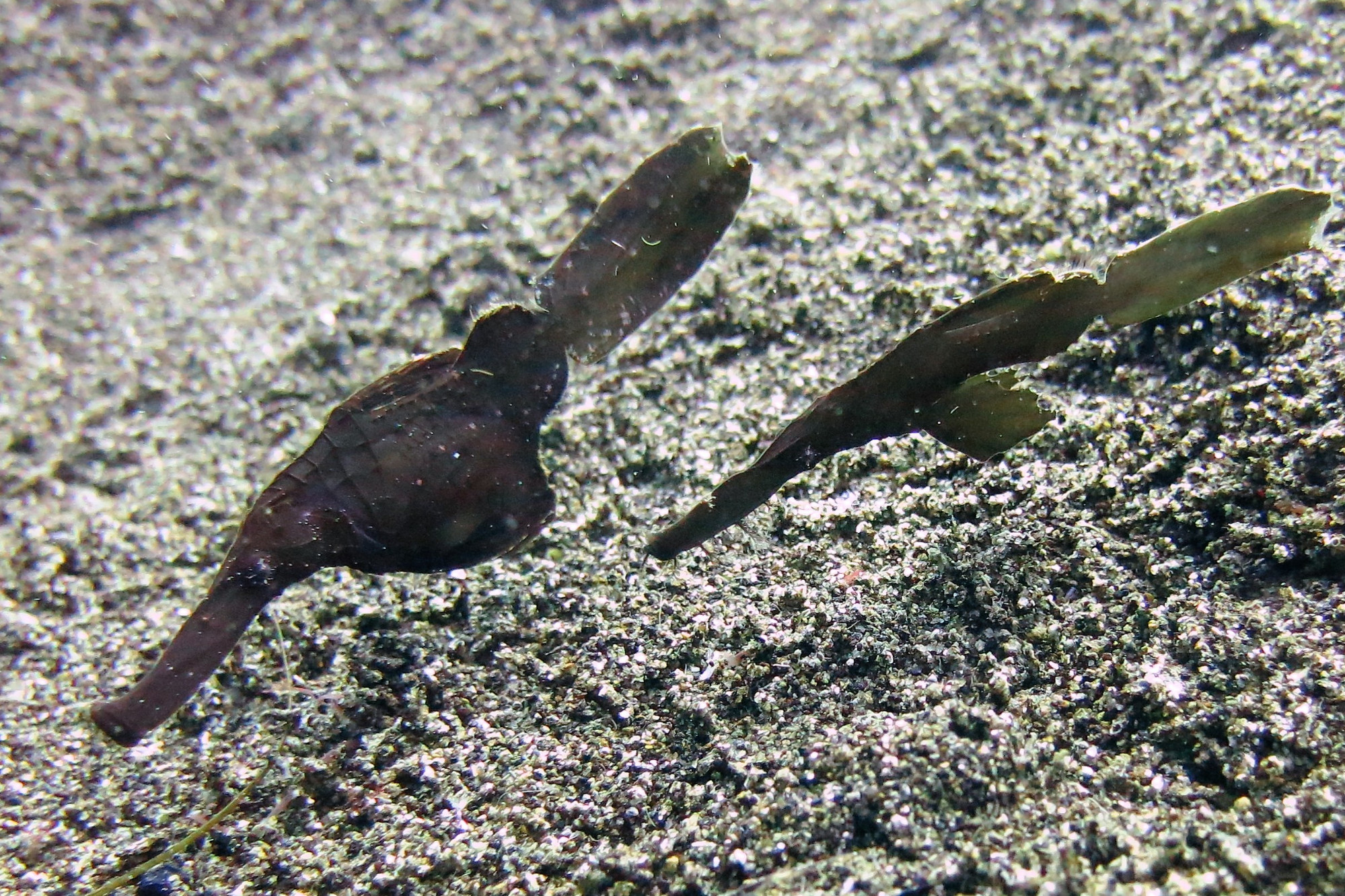 Robust Ghost Pipefish