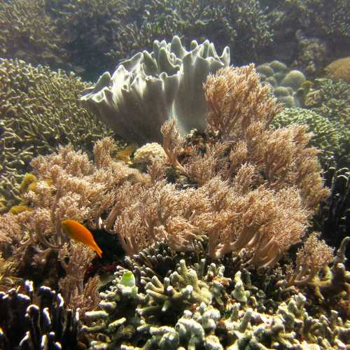 Various Corals