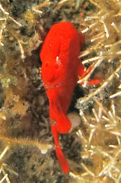 frogfish