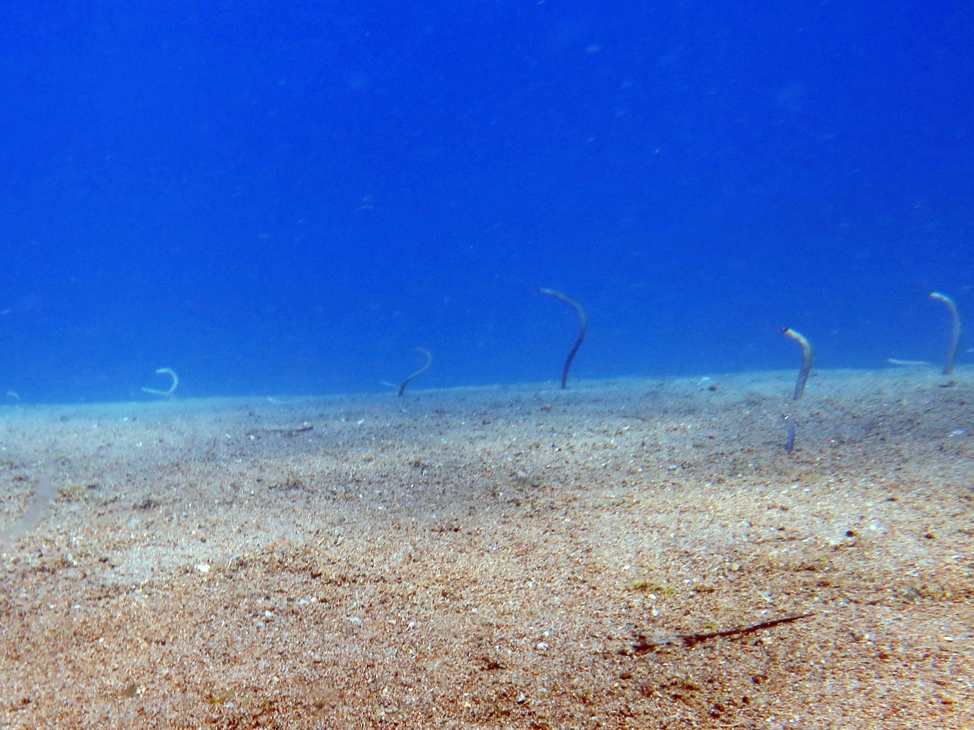 Garden Eels