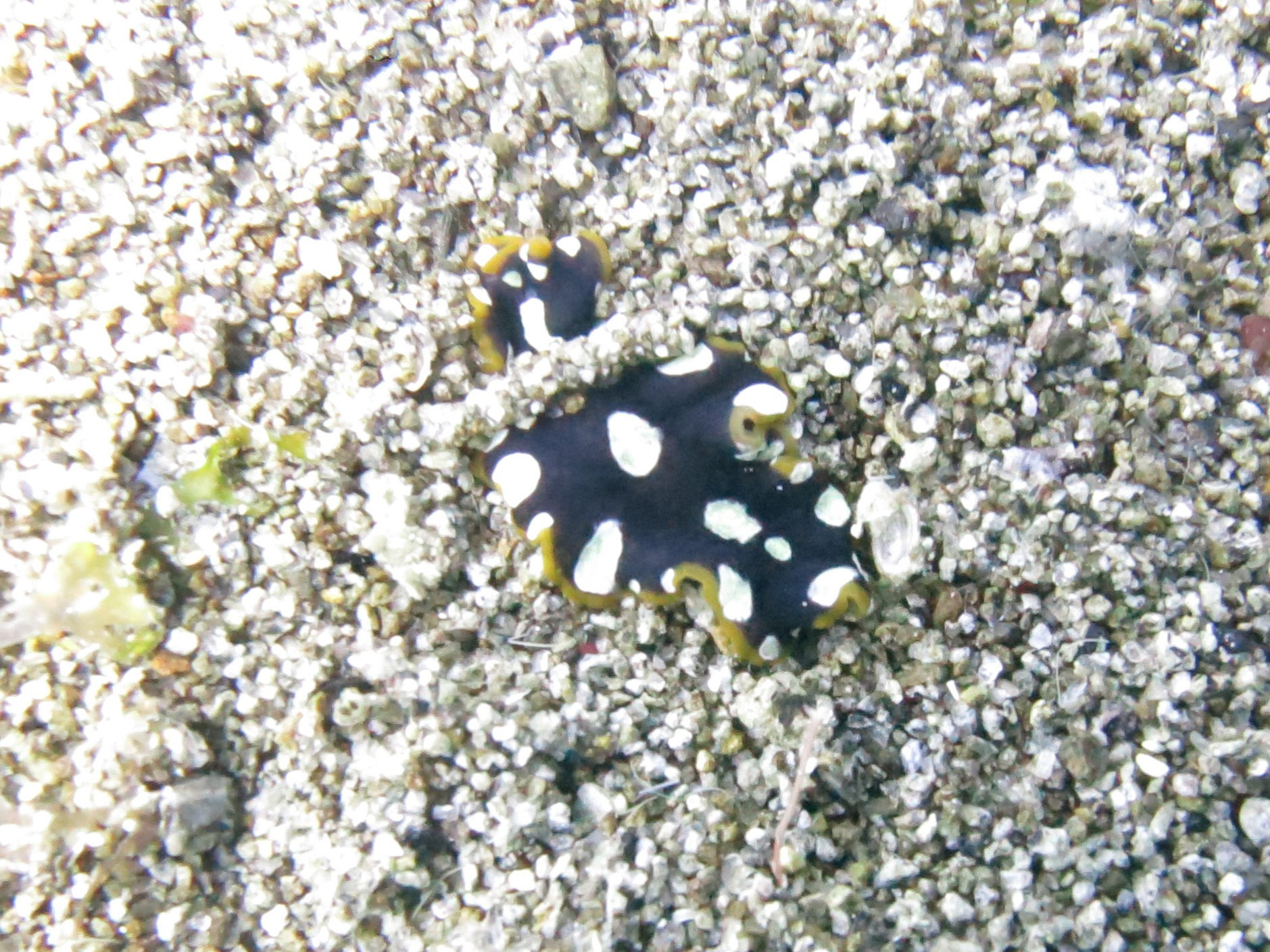 Marine Park Car Artificial Reef, Philippines