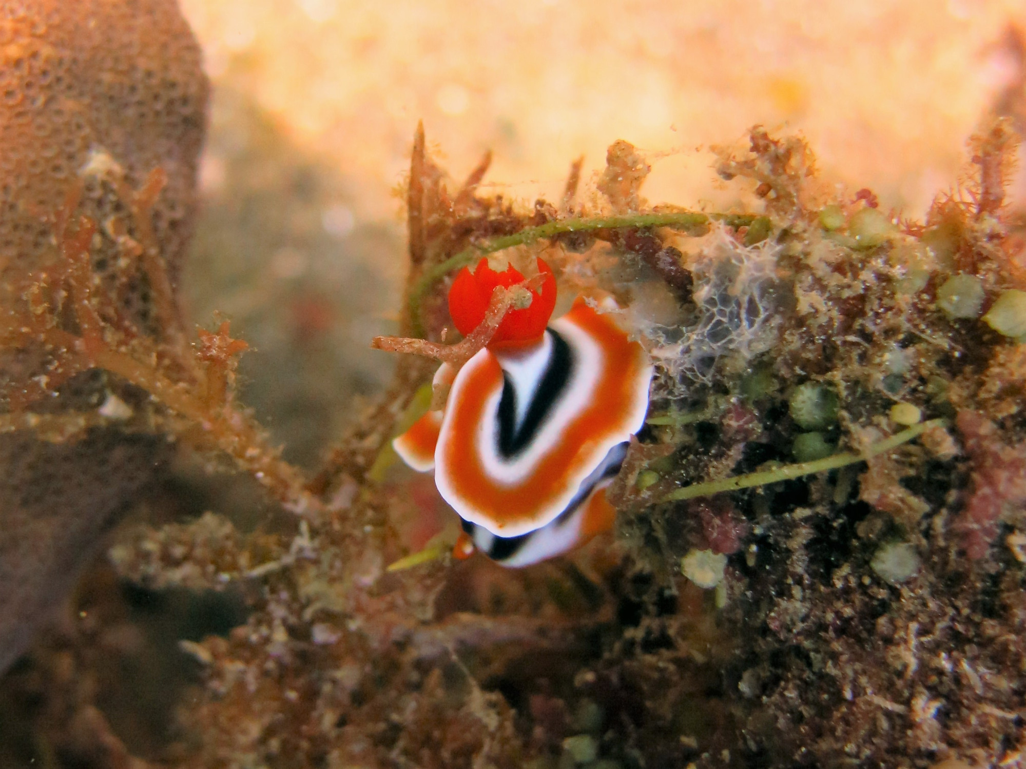 Nudibranch