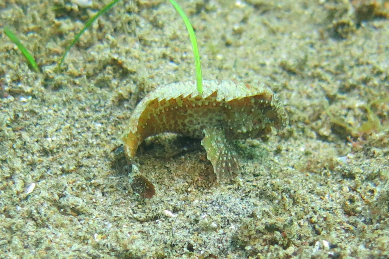 Marine Park Tires Artificial Reef Approx Location, Филиппины