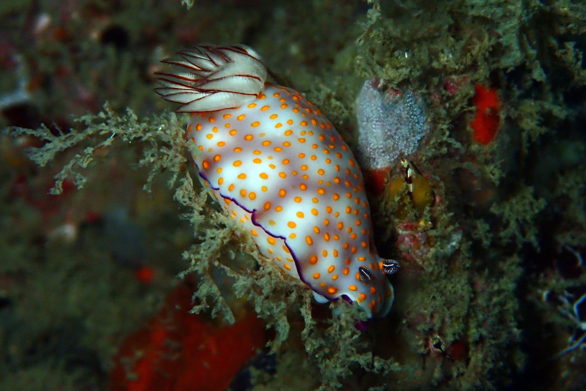 Nudibranch