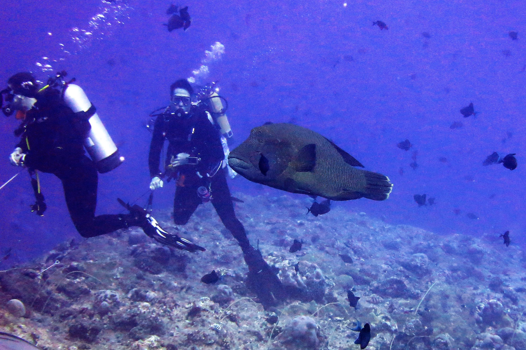 Dive Buddy & Wrasse